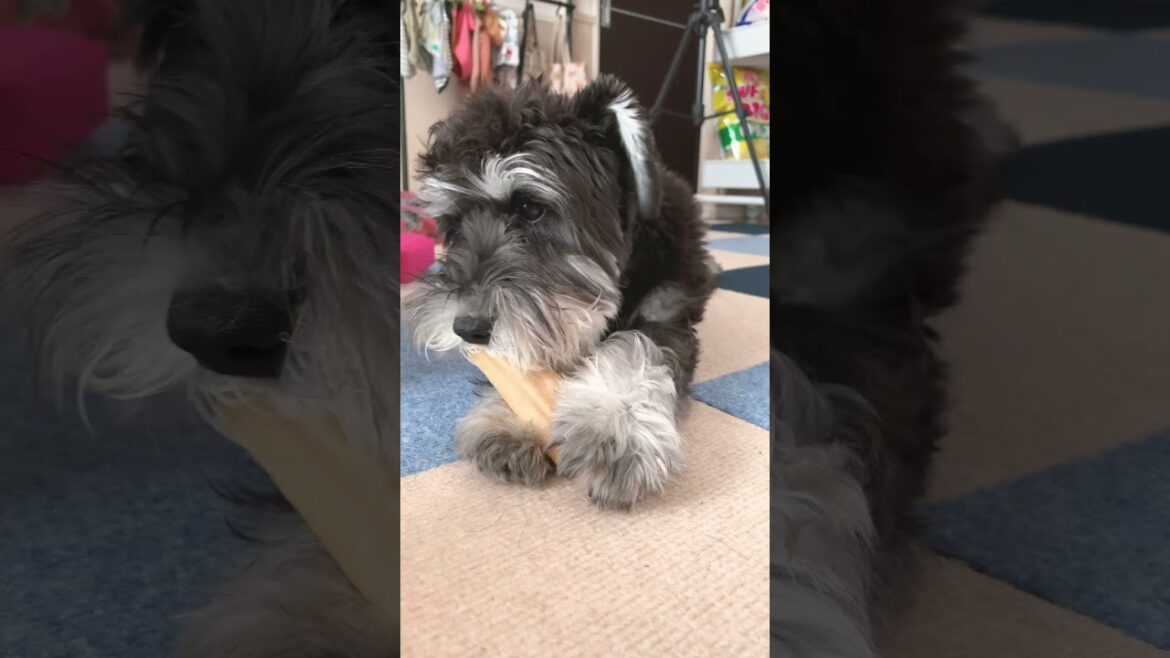 お手手を使って上手にチーズを食べれるようになった子犬シュナウザー【ミニチュアシュナウザー子犬まろ】