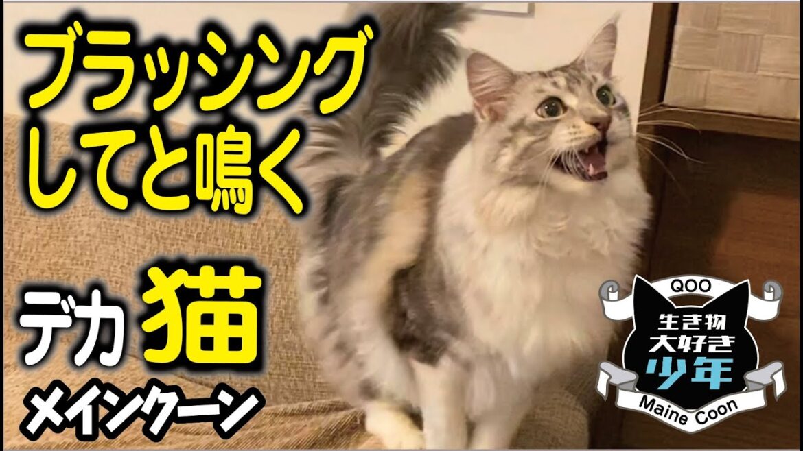 【メインクーン】ブラッシングしてほしくて鳴く大型猫