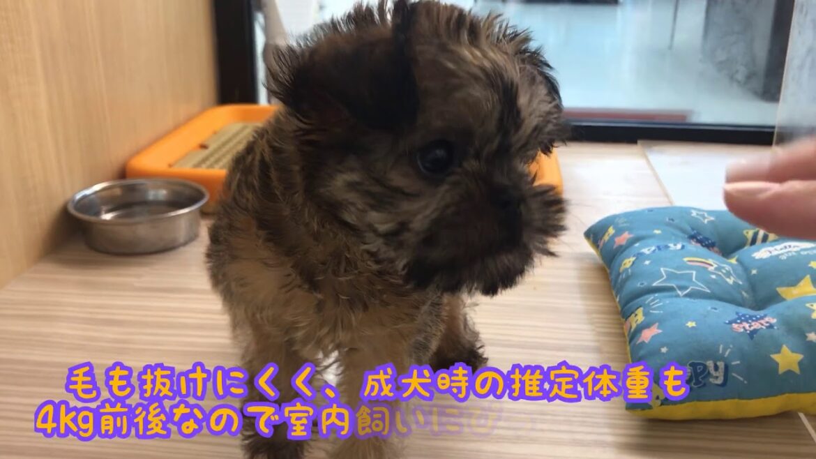 マルワン志村坂下店のブリュッセルグリフォンちゃん♪