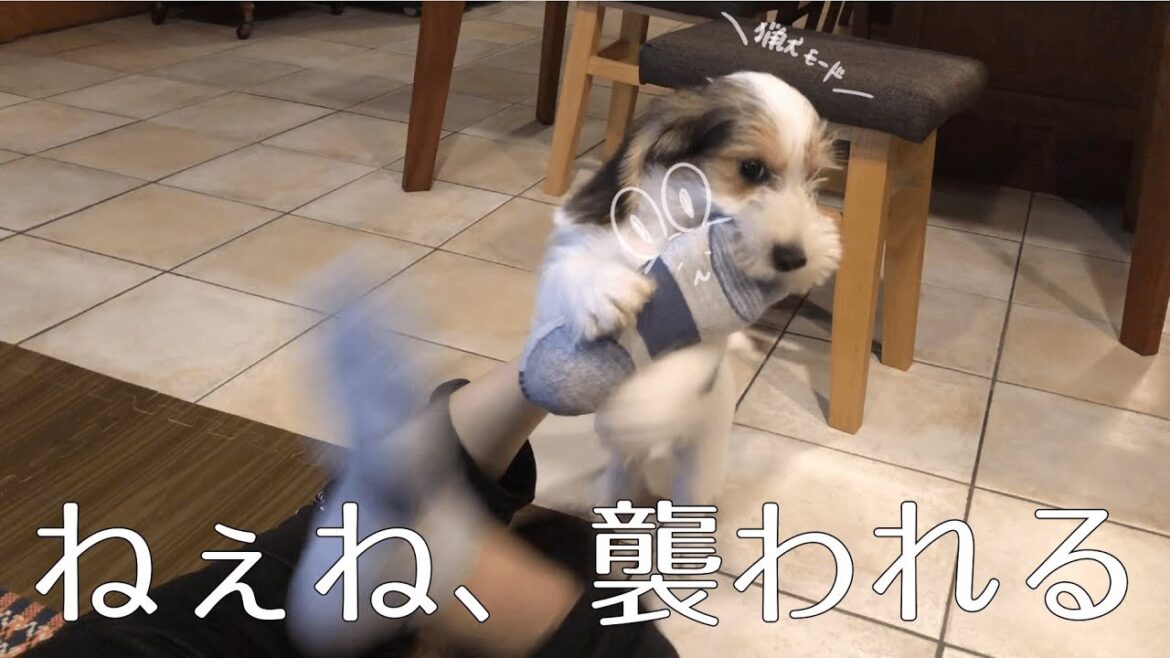 プチバセABBY、ねぇねを襲う