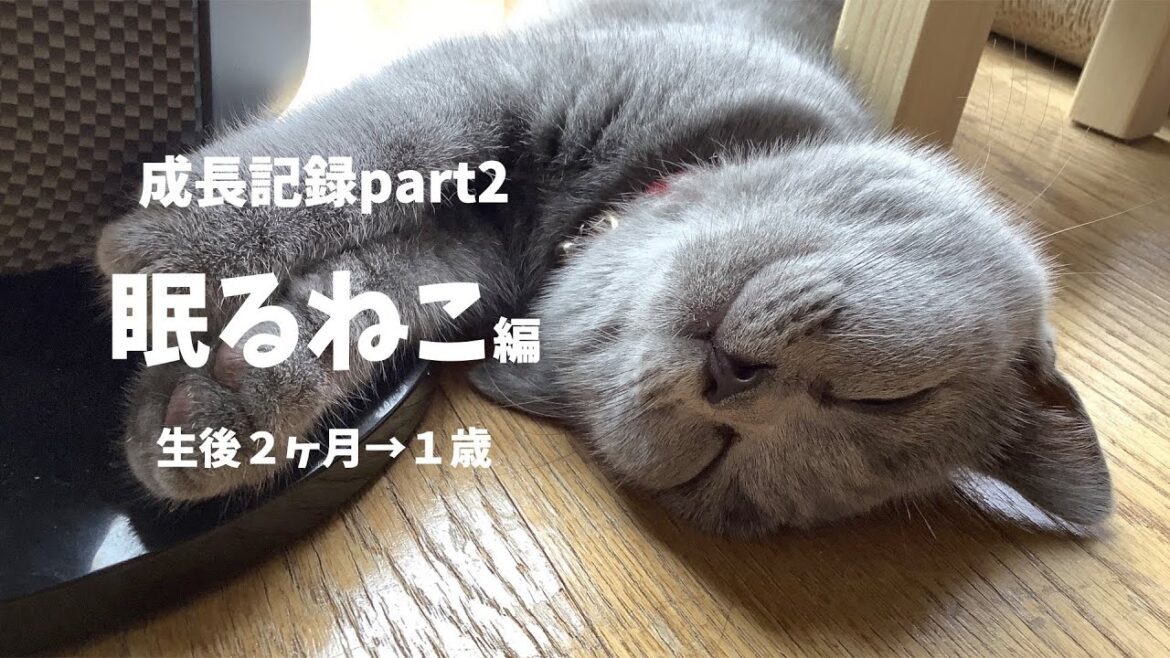 眠るねこ【ブリティッシュショートヘア】生後2ヶ月から1歳に寝る子は育つ成長記録 Sleeping cat 眠るねこ【ブリティッシュショートヘア】生後2ヶ月から1歳に寝る子は育つ成長記録 Sleeping cat