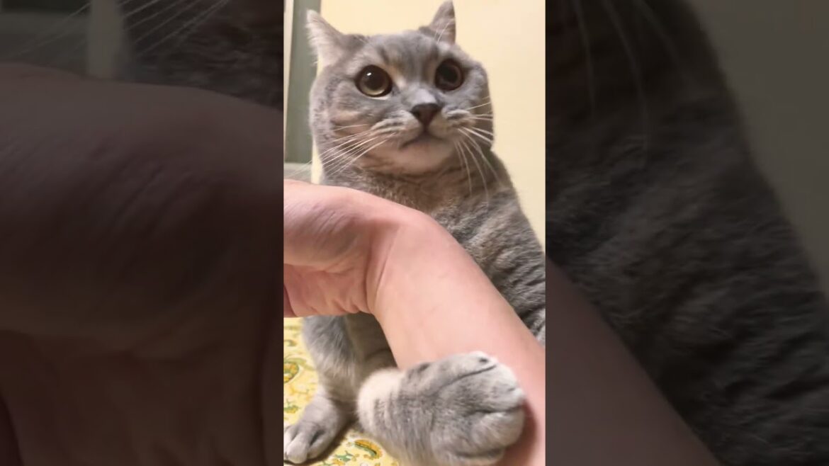 甘えん坊なねこ様の怒りが爆発する瞬間w【#shorts】