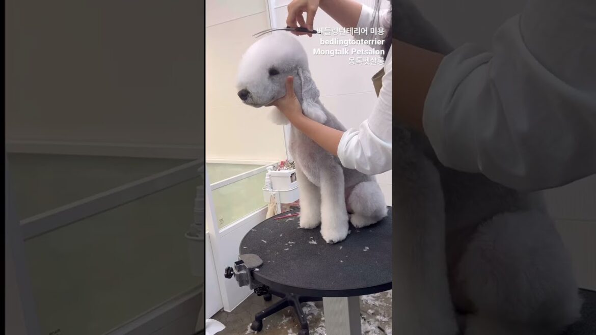 #bedlingtonterrier #shorts #cutedog #ベドリントンテリア #몽톡