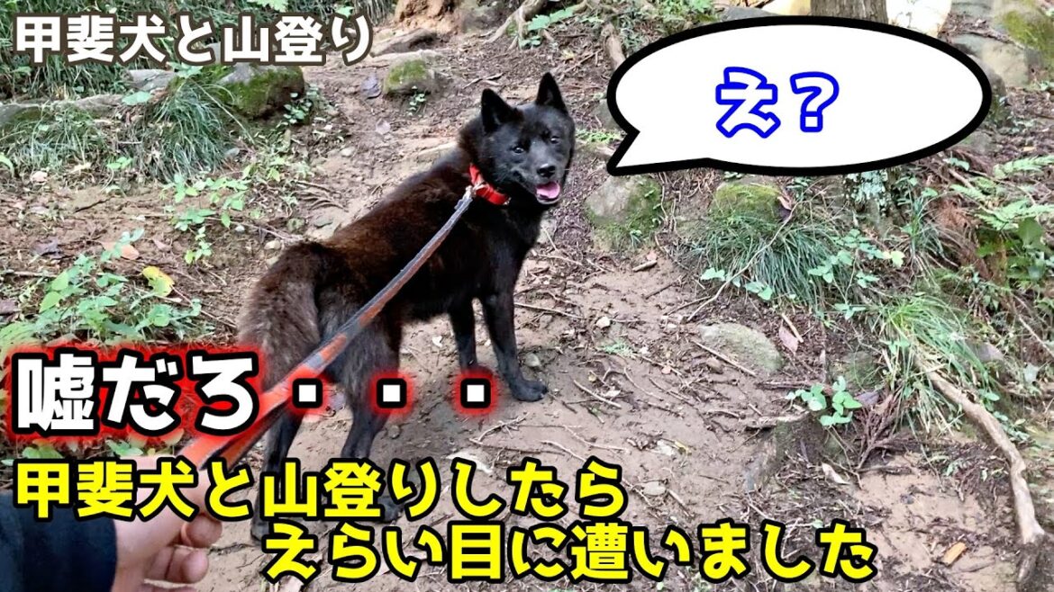 甲斐犬一休と山登りしたらえらい目にあいました。。。【筑波山１】