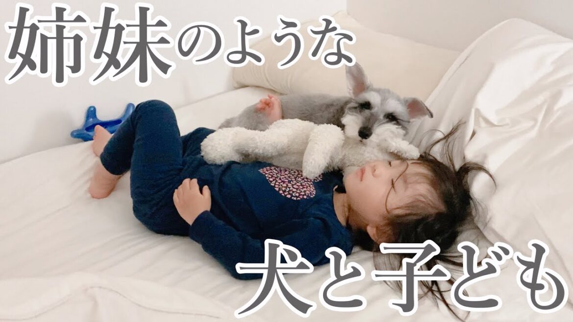 食いしん坊な2匹のシュナウザーと2歳娘のドタバタでかわいい日常【ジジトト】
