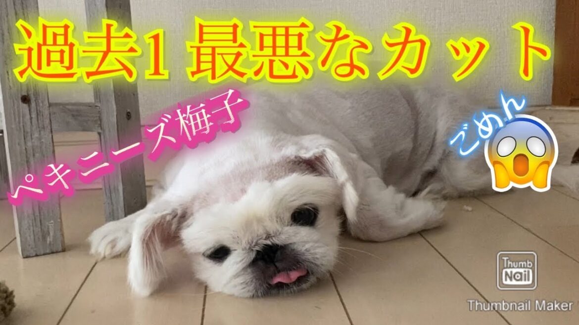 ペキニーズ梅子　過去1 最悪なカット失敗…