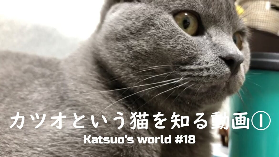 カツオさんという猫を知るための動画①【猫/シャルトリュー】