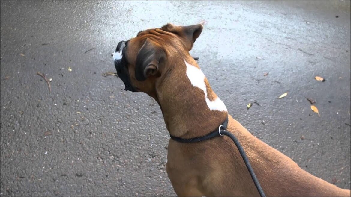 ボクサー犬の里親募集　静岡県浜松市のブリーダー