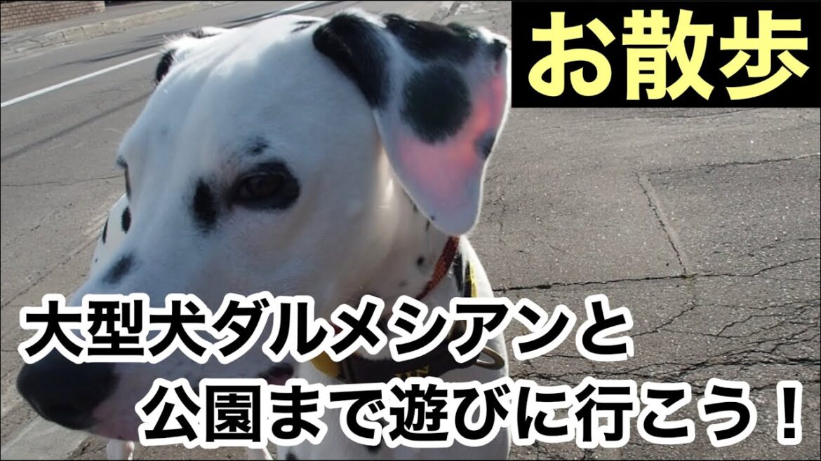【散歩】大型犬ダルメシアンと一緒に近所の公園までお散歩に行きました#散歩#大型犬#ダルメシアン