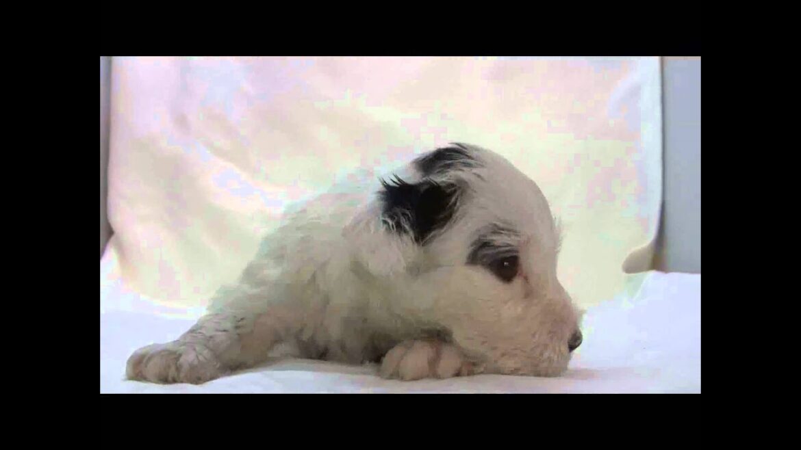 シーリハムテリアの子犬02