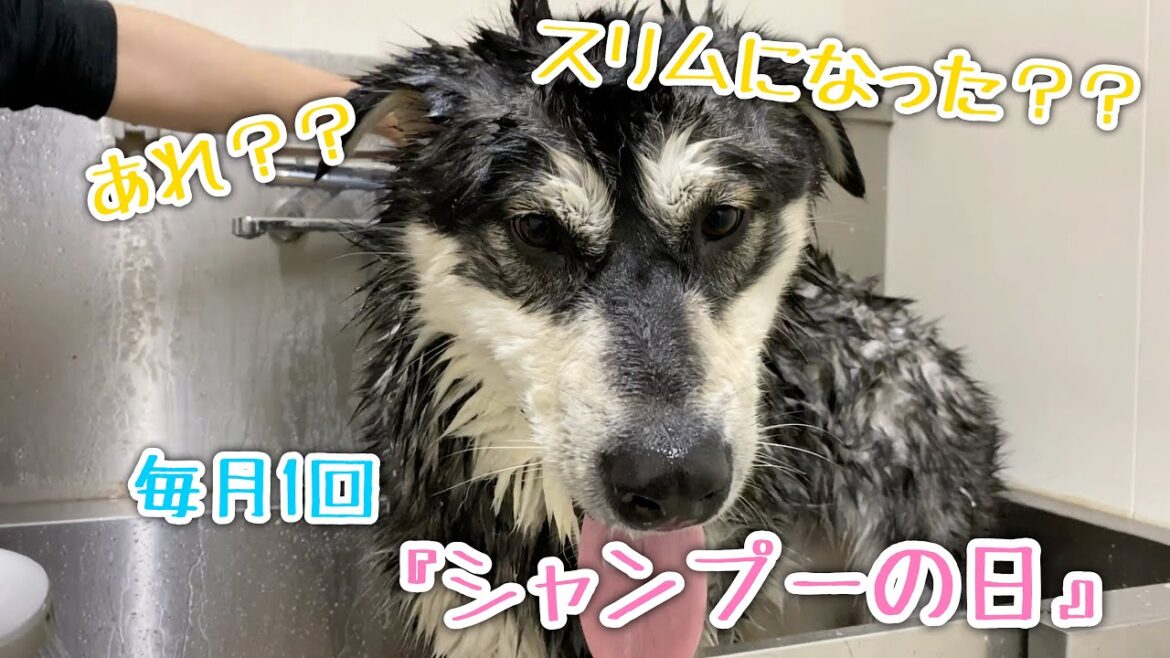 水を浴びたら小さくなったアラスカンマラミュート【桜空】