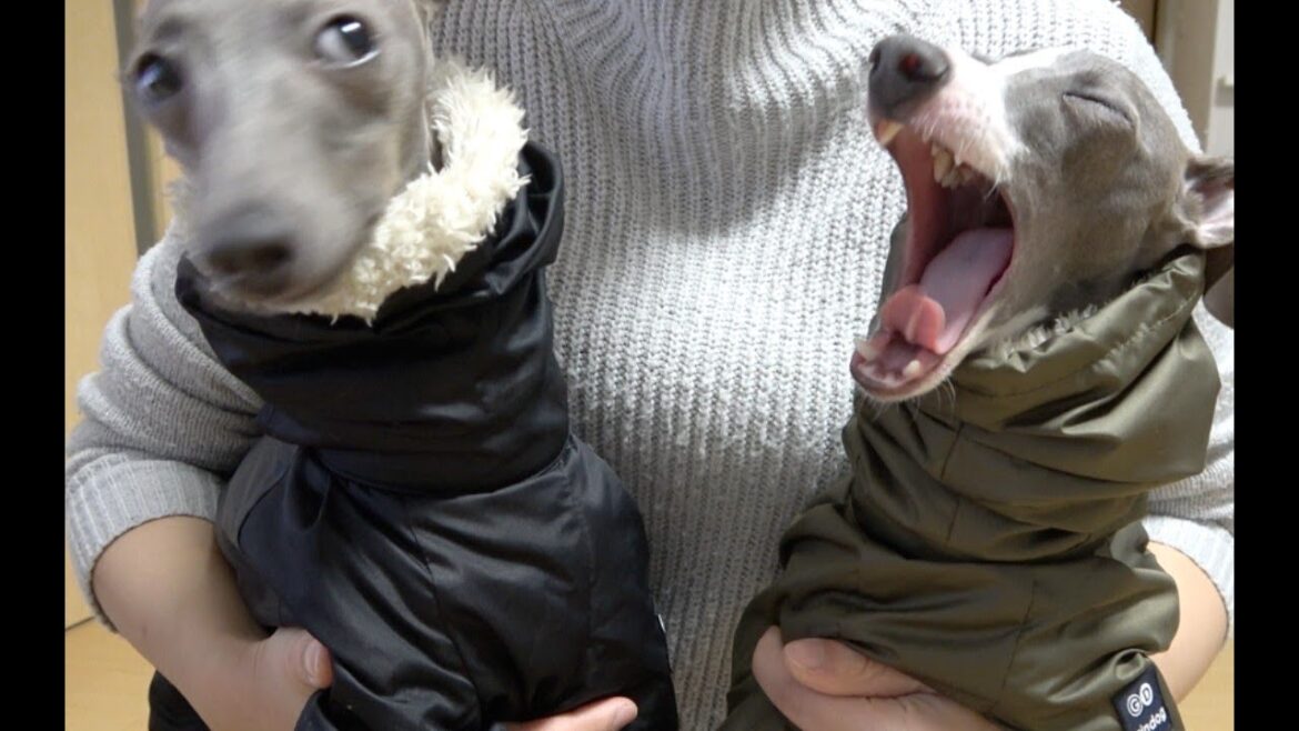 犬服で破産確定！？高すぎるけど可愛すぎる。【イタリアングレーハウンド 】