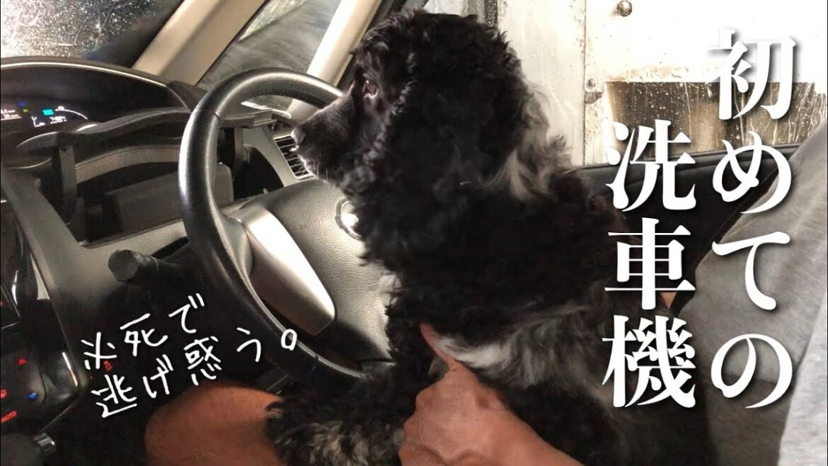 【その他#1】初めての洗車機！　イングリッシュコッカースパニエル「みみ」の気持ち