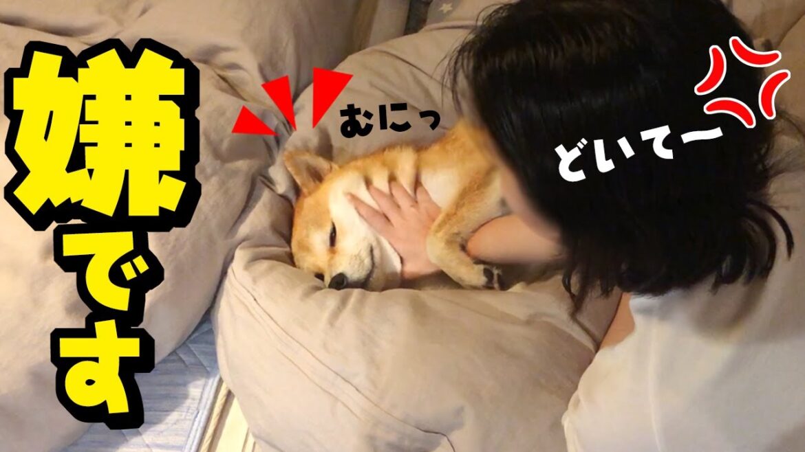 娘の布団を占領する妹柴犬がこちらです