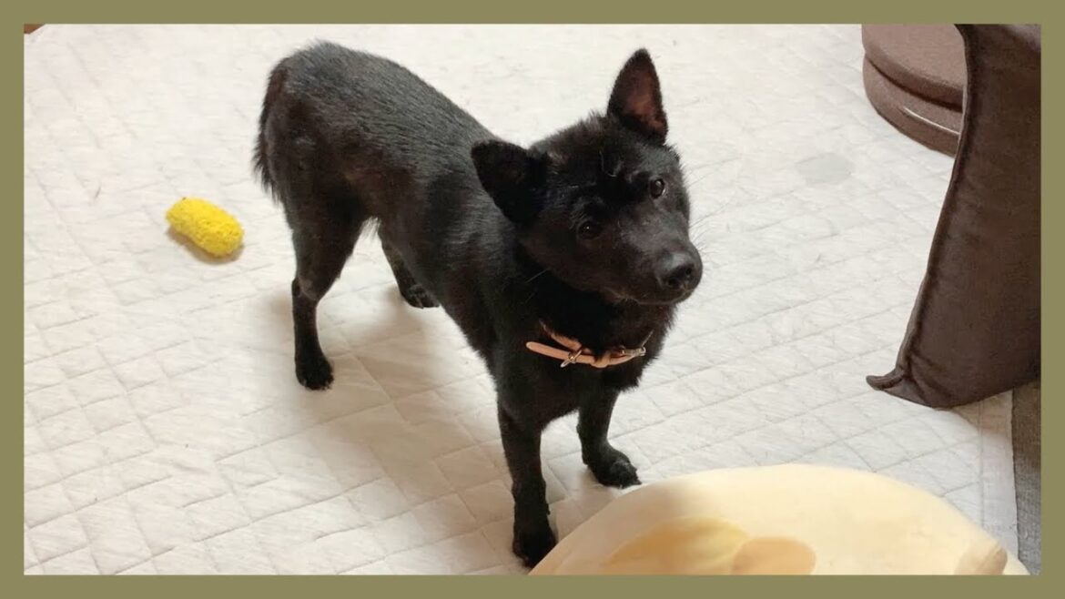 【甲斐犬】一緒に遊びたいだけなのに猫に逃げられた子犬の顔が切なすぎる