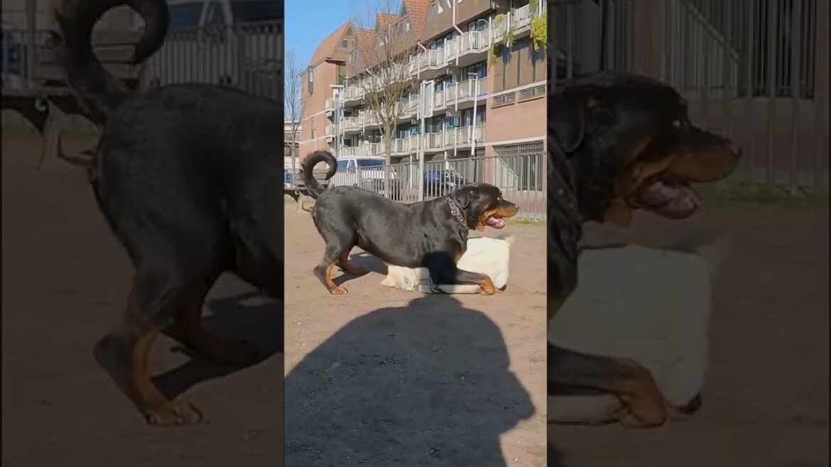 ロットワイラーに抑え込まれる柴犬 Shiba Inu #shorts