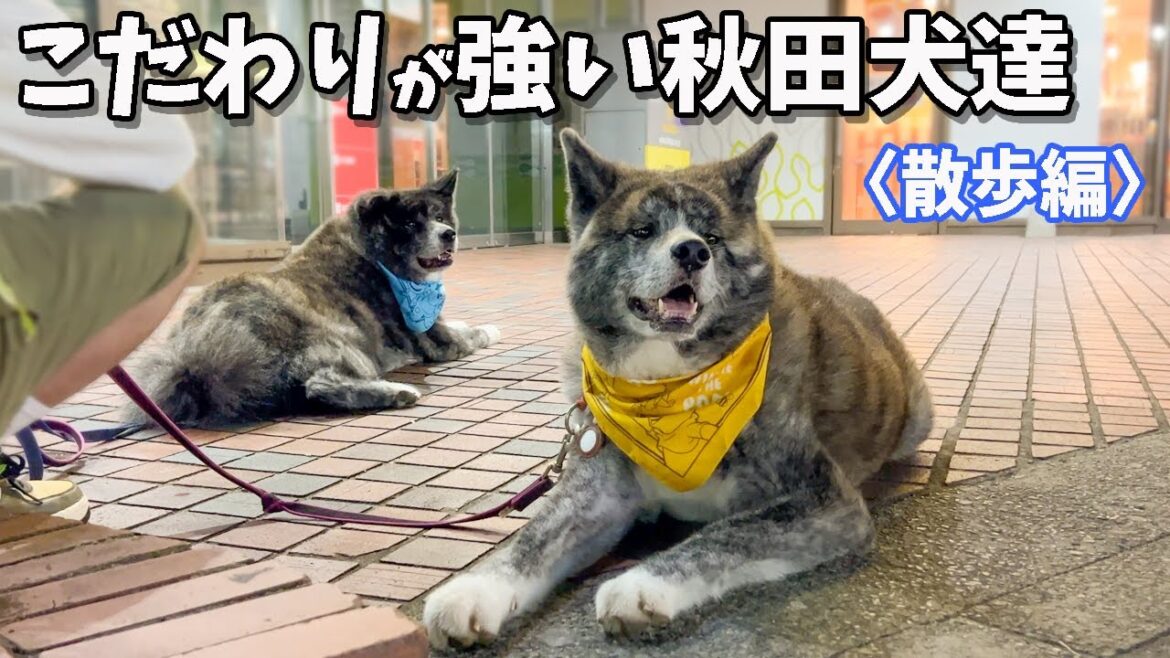 お散歩大好き秋田犬達の並々ならぬこだわり【虎毛】【大型犬】【akita dog】 お散歩大好き秋田犬達の並々ならぬこだわり【虎毛】【大型犬】【akita dog】