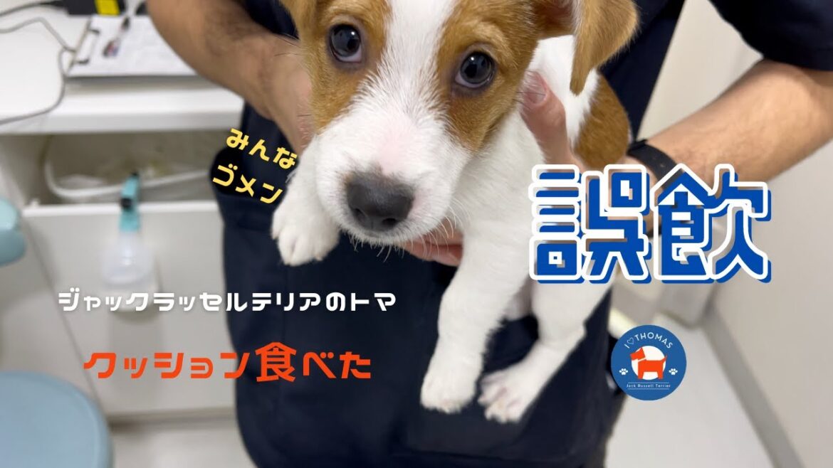 【パピー犬誤飲】生後３カ月のジャックラッセルテリアが誤飲しちゃった / ジャックラッセルテリアのトマ