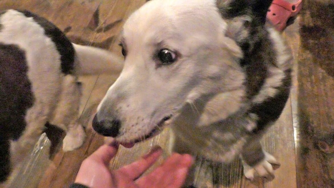 welsh corgi cardigan / ウェルシュ・コーギー・カーディガンに会えるカフェ・バー / 20180312 Goro Roku ゴローさん ロクさん dog