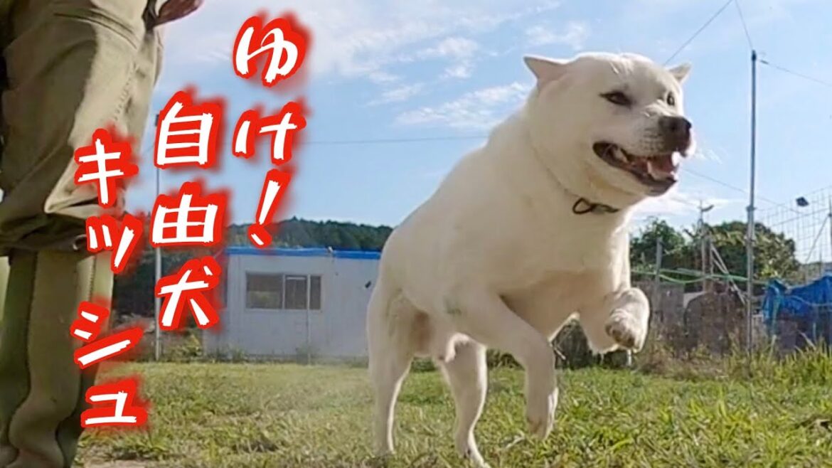 紀州犬キッシュ凶暴化⁉️しました