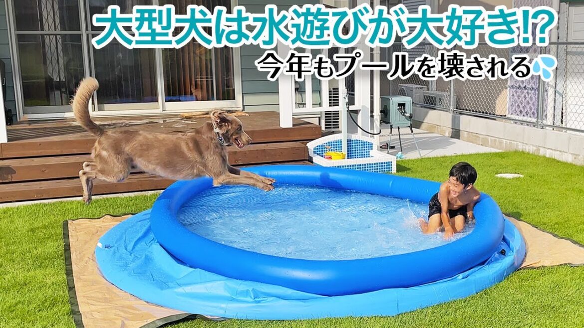 【大型犬の水遊び】ワイマラナーは水遊びが大好き!!我が家のワンコのプール遊びとは!? 【大型犬の水遊び】ワイマラナーは水遊びが大好き!!我が家のワンコのプール遊びとは!?