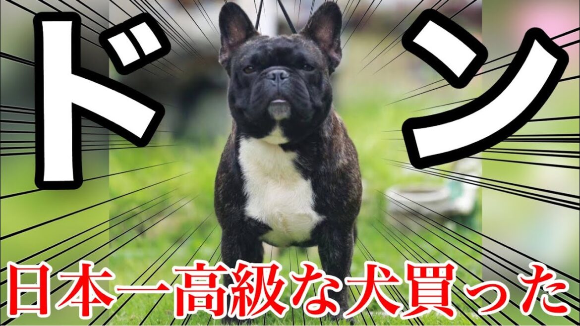 【先住犬達とご対面】日本一高級なフレンチブルドッグ買ってご挨拶させてみた 【先住犬達とご対面】日本一高級なフレンチブルドッグ買ってご挨拶させてみた