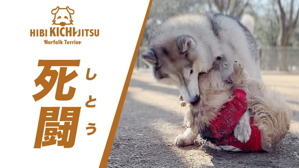 新年早々愛犬ピンチ？代々木公園ドックランの件【ノーフォークテリア トイプードル ロシアンブルー  puppy 犬 dog  】