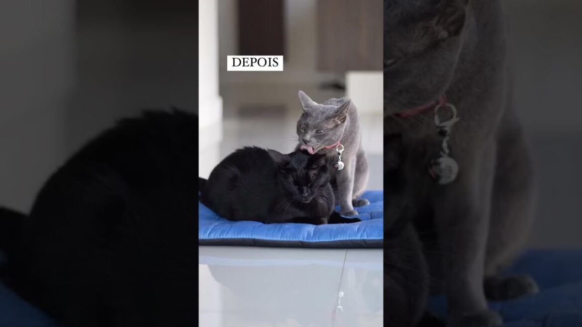 O tempo passa e eles ficam cada vez mais grudados ❤️ | #shorts #gatos