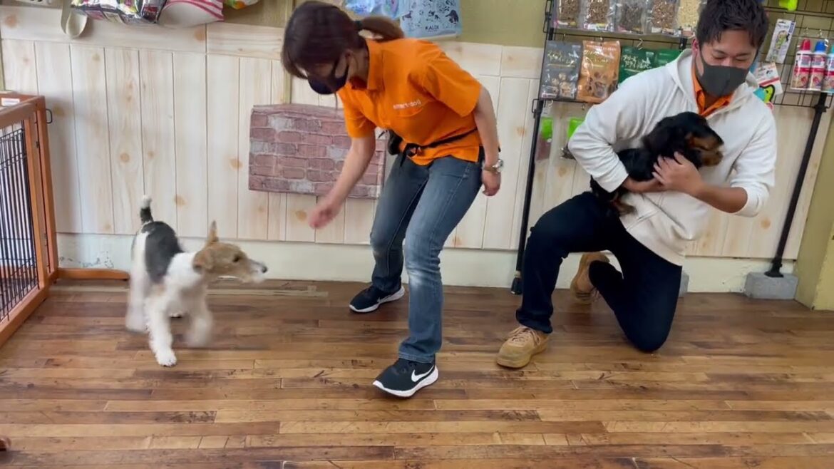 ワイヤーフォックステリアの”ジルくん”と”犬慣れ”のトレーニング! ワイヤーフォックステリアの”ジルくん”と”犬慣れ”のトレーニング!