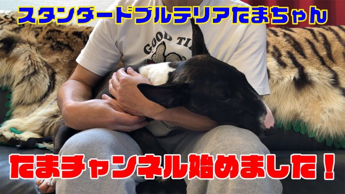 【ブルテリア】たまチャンネル始めました！