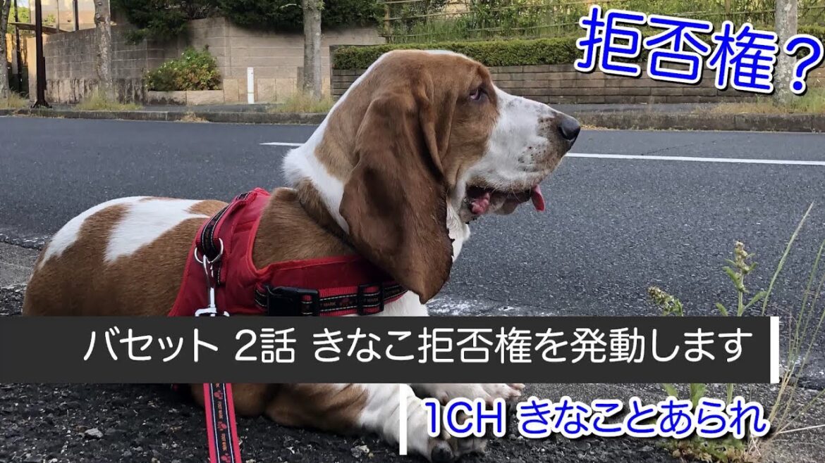 バセットハウンド 2話 きなこ拒否権を発動します