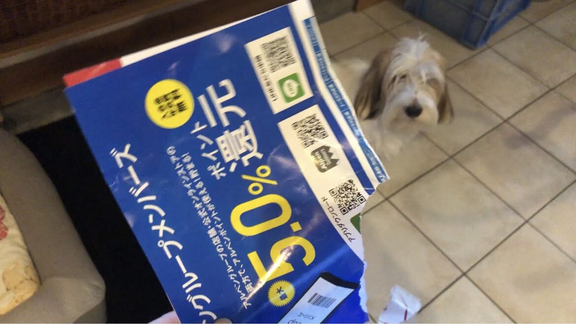チラシをビリビリにしたプチバセの子犬