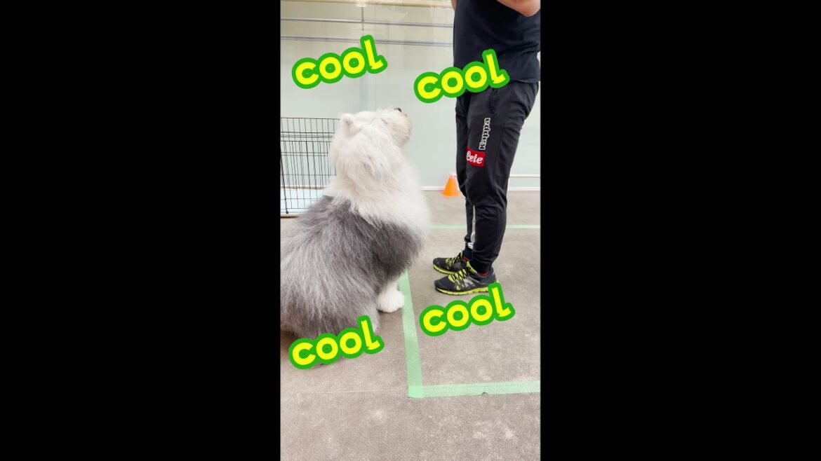 【秘技】オハナのもふもふ💪技💪披露✌️目指せコマンド100😊オールドイングリッシュシープドッグ🐼 Old English Sheepdog🐼