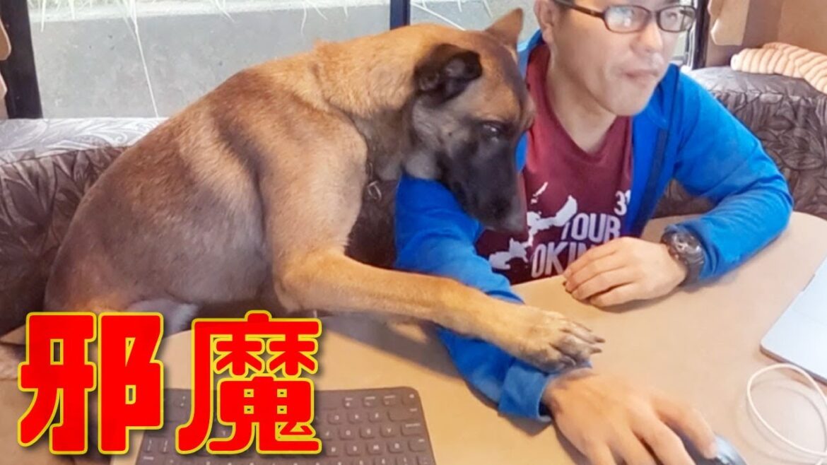 邪魔をする愛犬シェパードが子供みたいで可愛すぎるｗ（トレーラーハウス編）