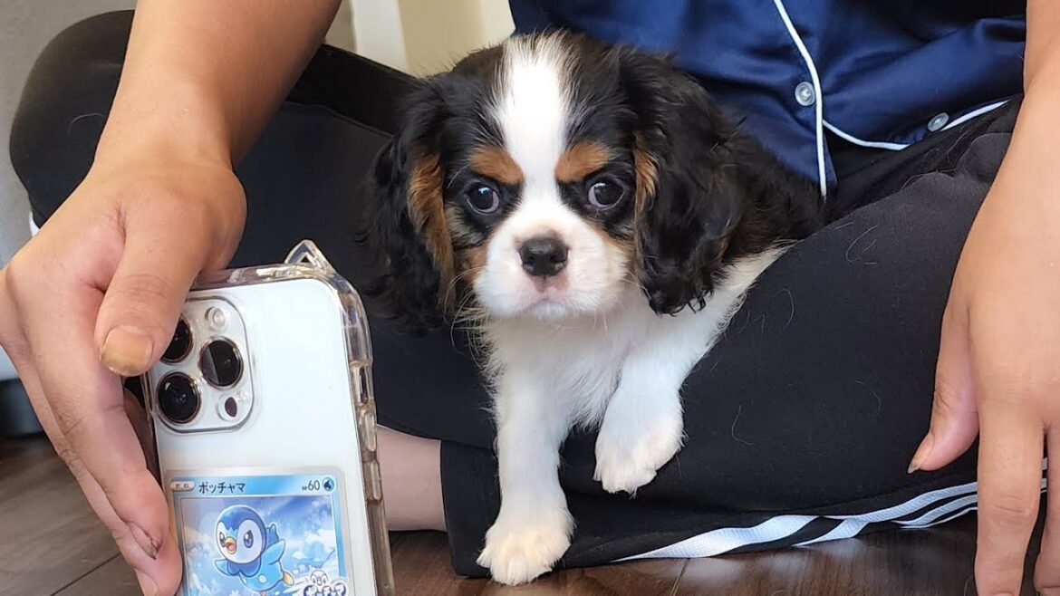 【キャバリア2ヶ月】 見学〜お迎え準備〜お迎え当日〜1日目