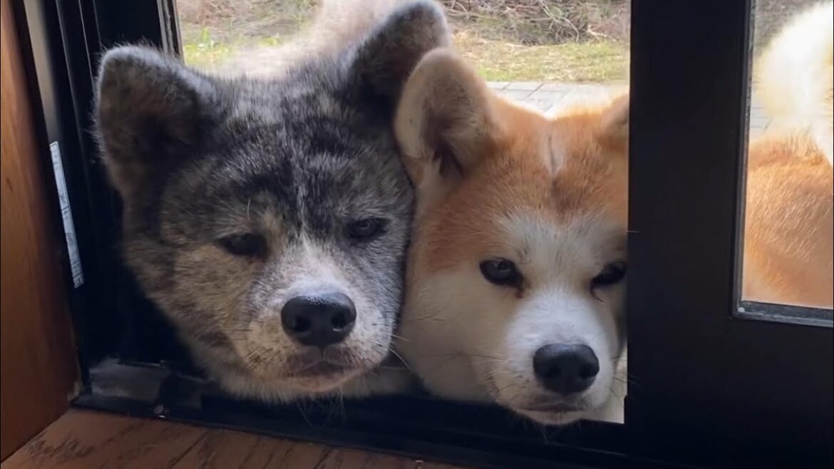 ツムツムの真似っこをする可愛い秋田犬姉妹【Akita-inu】