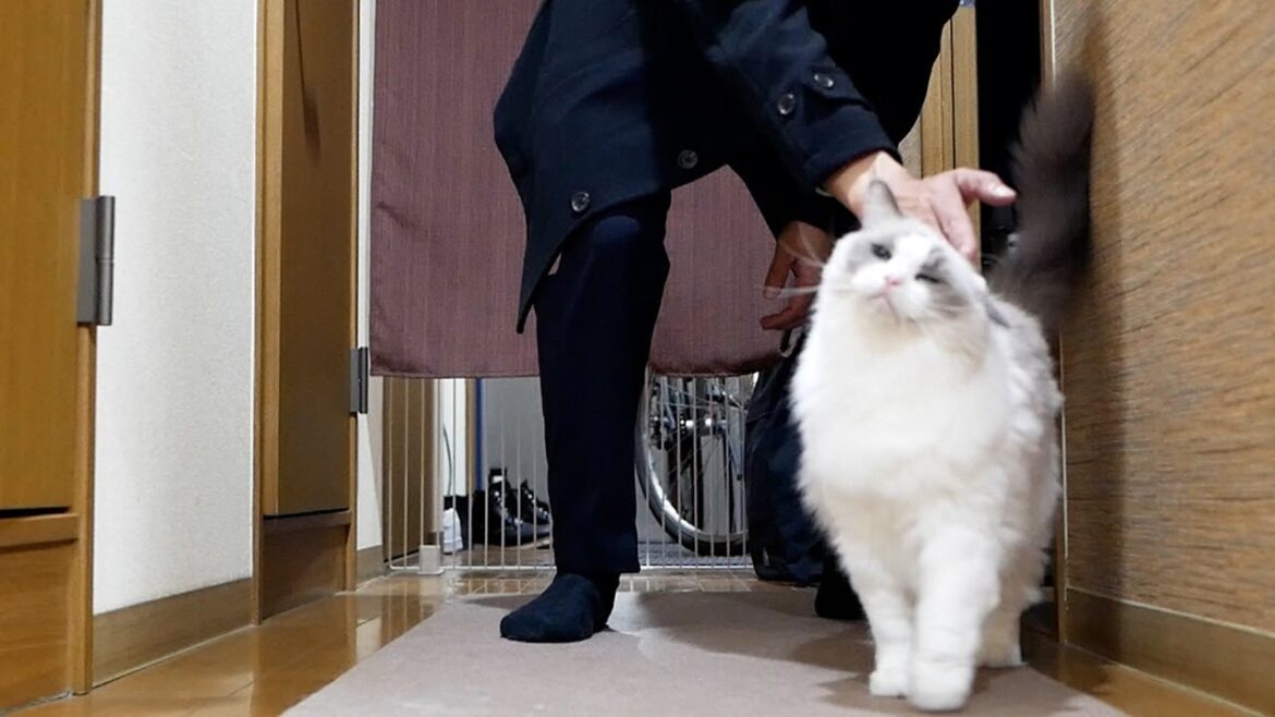 毎日12時間以上お留守番を頑張っているラグドールに空手チョップ… 毎日12時間以上お留守番を頑張っているラグドールに空手チョップ…