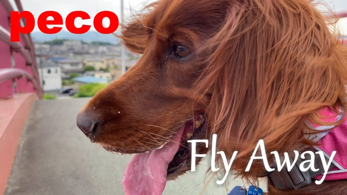 Fly Away（peco）　アイリッシュセター（アイリッシュセッター）Irish Setor（Irish Setter）