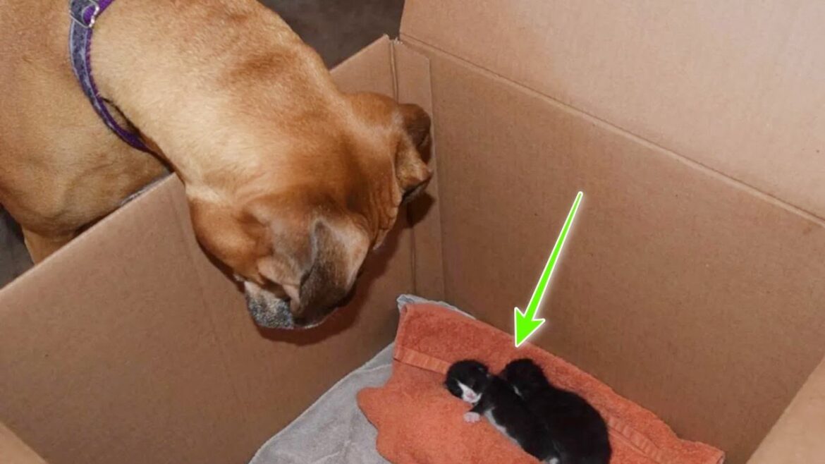 ボクサー犬の前に産まれたばかりの子猫を連れていくと……。ずっと寄り添って愛情を注ぐ犬の優しさに心温まる【動物 感動】