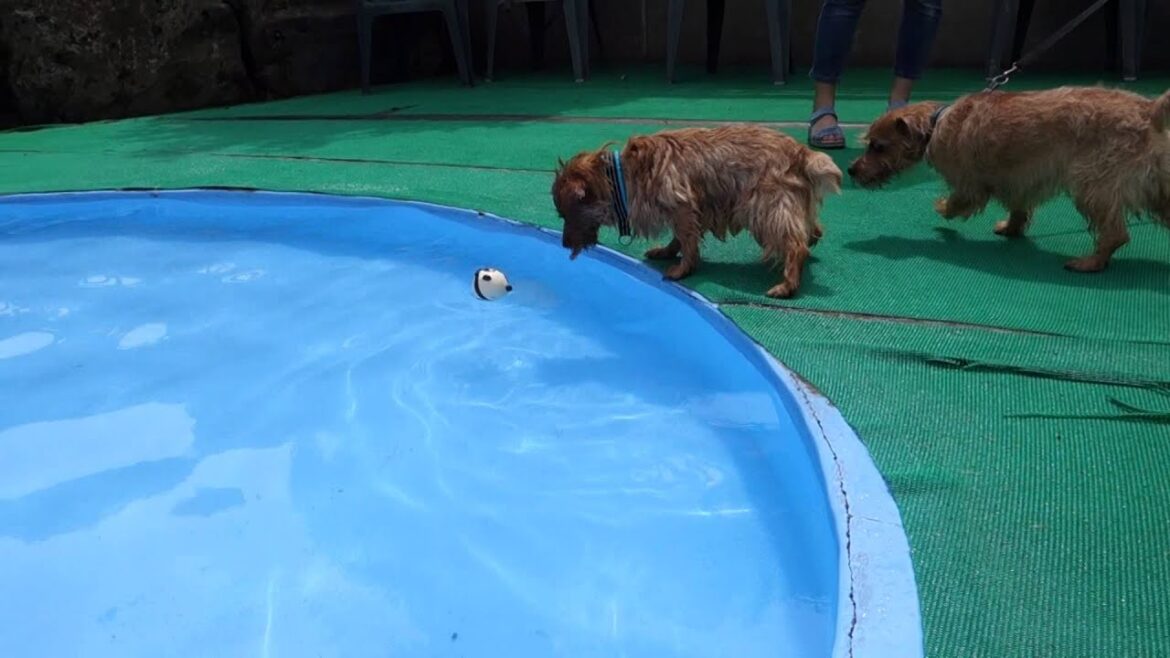 Norfolk Terrier・山中湖Woofプールにて01、ノーフォークテリア、リロ