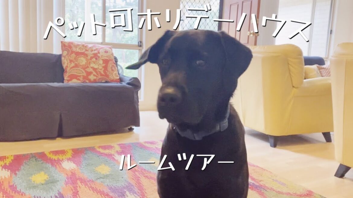 【ペット可 宿】破壊神愛犬の寝床問題発生［ラブラドールレトリバー］