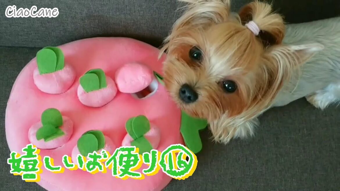 嬉しいお便り⑯【ヨークシャーテリア専門犬舎チャオカーネ】