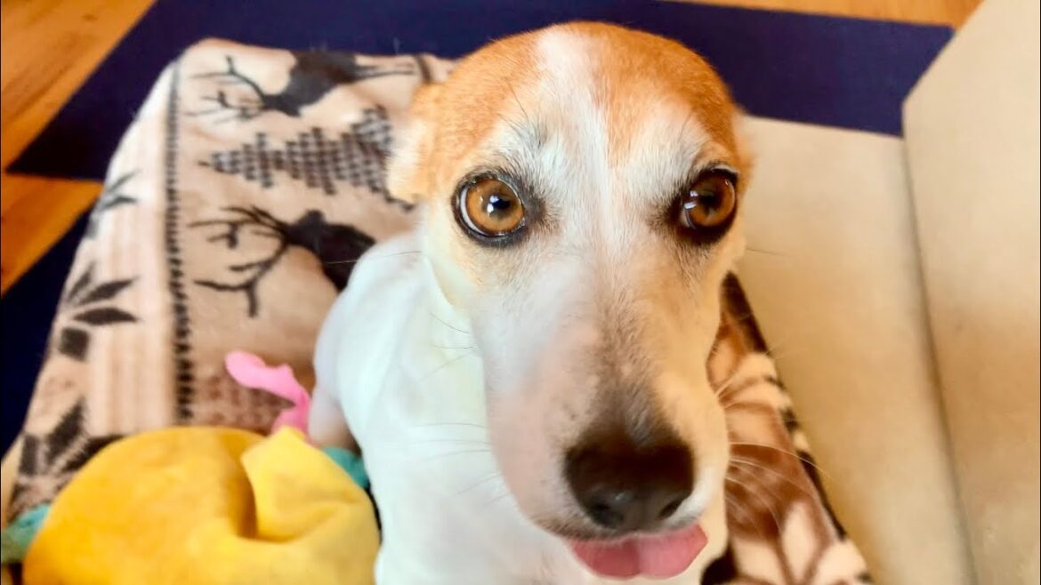 呼びかけた時の反応が夫婦で全く違うジャックラッセルテリア　Mira Jack Russell Terrier