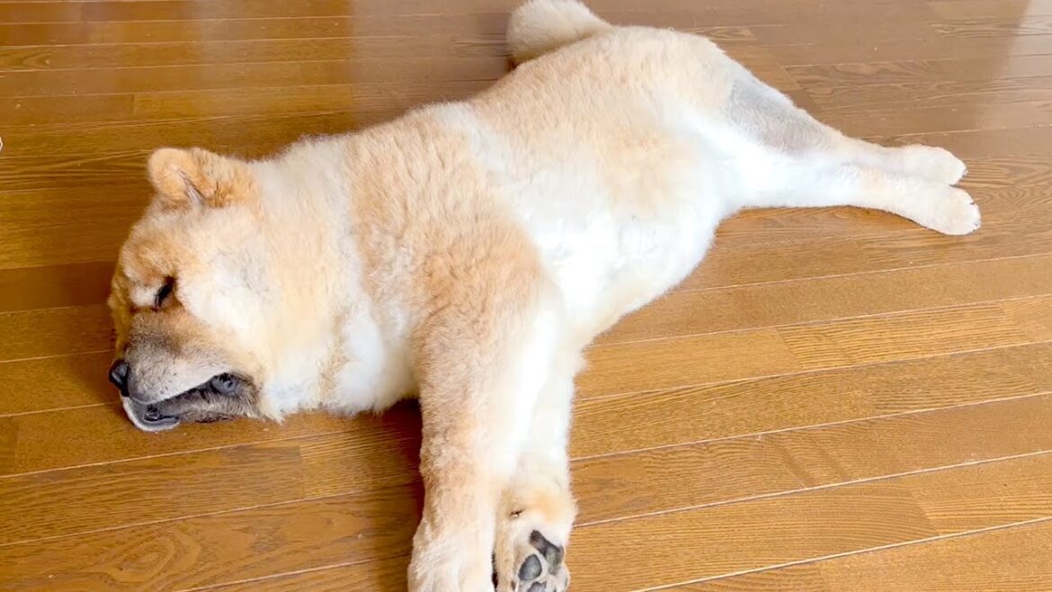 寝落ちを撮影しようとすると察知してこちらをガン見してくるチャウチャウ犬