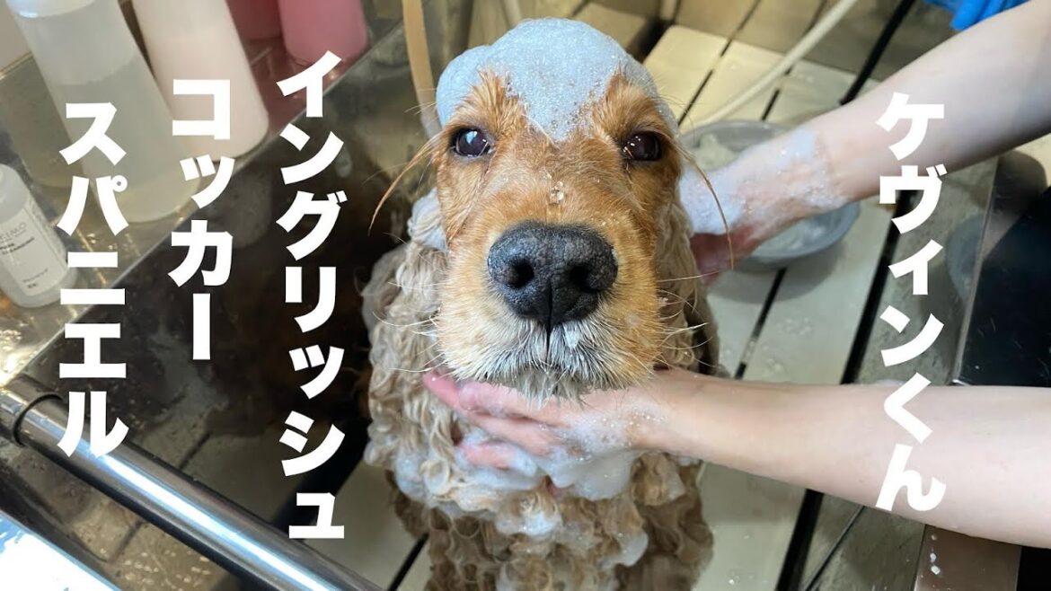 イングリッシュコッカースパニエル ケヴィンくん【English cocker spaniel 】