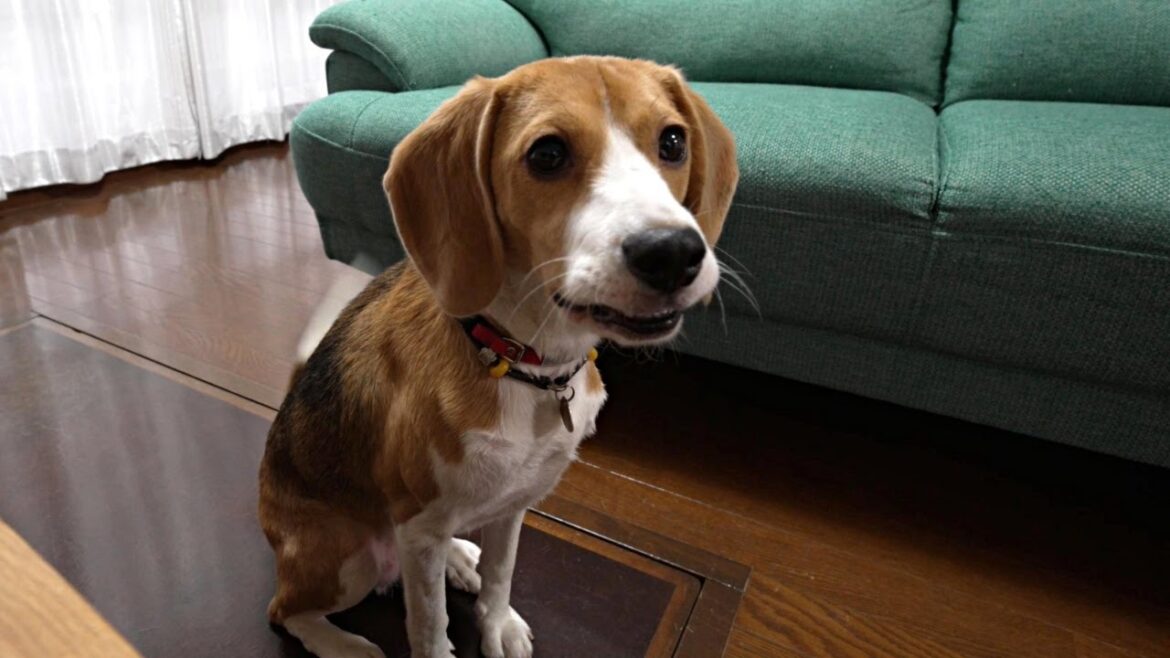 チュールで理性を失うビーグル犬