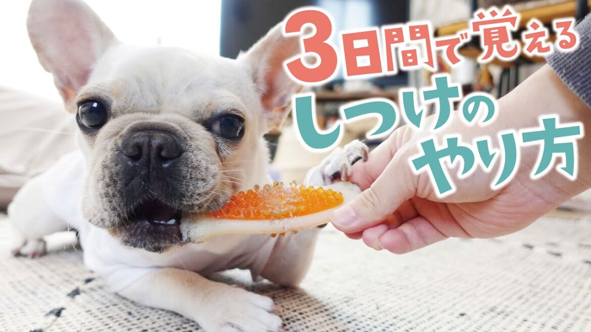 【しつけの極意】正しいしつけのやり方を教えます【フレンチブルドッグ】
