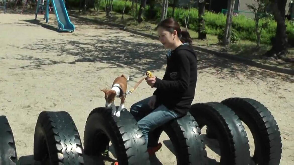 バセンジーの子犬、公園デビュー　Basenji puppy, first went to the park