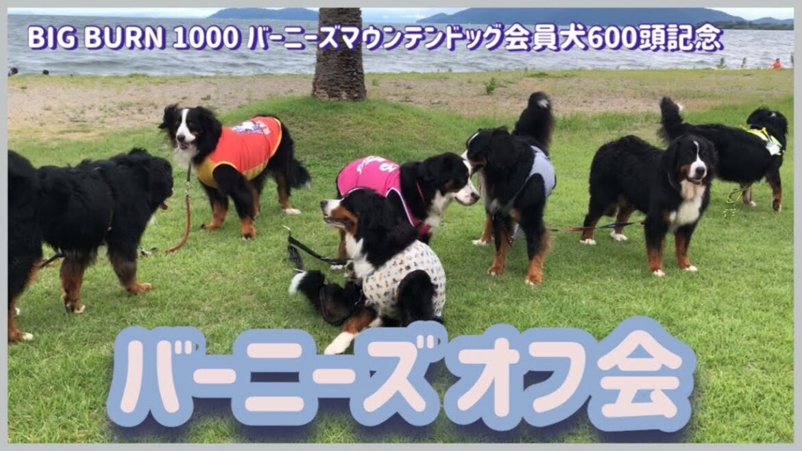 バーニーズマウンテンドッグオフ会in琵琶湖