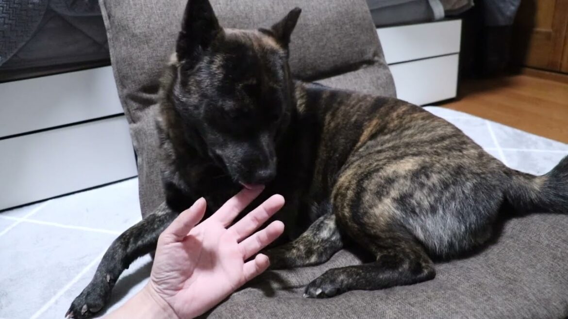 最近の虎夜は甘えたがり　甲斐犬